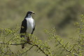 Myszow biaobrzuchy (Buteo augur)