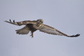 Myszow wochaty (Buteo lagopus)