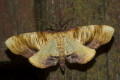 Nakreślik dębowiec (Plagodis dolabraria)