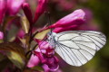 Niestrzp gogowiec (Aporia crataegi)