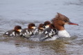 Nurog (Mergus merganser)