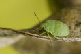 Odorek zieleniak (Palomena prasina)