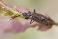 Oligostomis reticulata (Oligostomis reticulata)