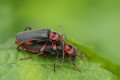 Omomiek wiejski (Cantharis rustica)