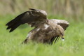 Orlik krzykliwy (Aquila pomarina)