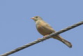 Ortolan (Emberiza hortulana)