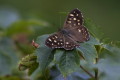 Osadnik egeria (Pararge aegeria)