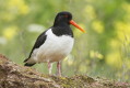 Haematopus ostralegus