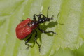 Apoderus coryli