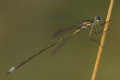 Patka maa (Lestes virens)