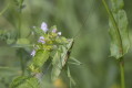 Pasikonik piewajcy (Tettigonia cantans)