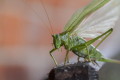 Tettigonia viridissima