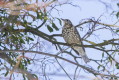 Paszkot (Turdus viscivorus)