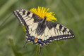 Pa krlowej (Papilio machaon)