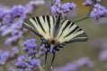 Pa eglarz (Iphiclides podalirius)