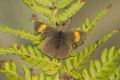 Pazik brzozowiec (Thecla betulae)