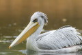 Pelikan may (Pelecanus rufescens)