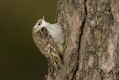 Pezacz leny (Certhia familiaris)