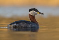 Perkoz rdzawoszyi (Podiceps grisegena)