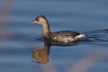 Perkozek (Podiceps ruficollis)