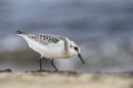 Calidris alba