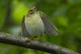 Piecuszek (Phylloscopus trochilus)