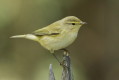 Pierwiosnek (Phylloscopus collybita)