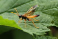 Pilarz polny (Tenthredo campestris)