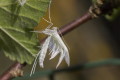 Pterophorus pentadactyla