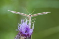 Pirolotek zwyczajny (Emmelina monodactyla)