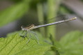 Platycnemis pennipes