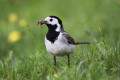 Pliszka siwa (Motacilla alba)