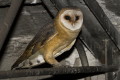 Tyto alba