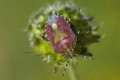 Plusknia jagodziak (Dolycoris baccarum)