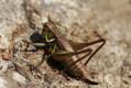 Metrioptera roeseli