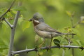 Pokrzewka wsata (Curruca cantillans)