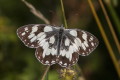 Polowiec szachownica (Melanargia galathea)