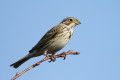 Potrzeszcz (Emberiza calandra)