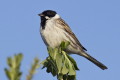 Emberiza schoeniclus