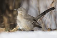 Mimus polyglottos