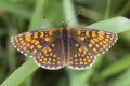 Melitaea athalia