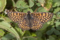 Przeplatka cinksia (Melitaea cinxia)