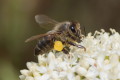 Pszczoa miodna (Apis mellifera)