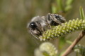 Pszczolinka napiaskowa (Andrena vaga)