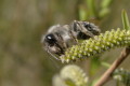 Andrena vaga