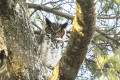 Puchacz wirginijski (Bubo virginianus)