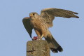 Pustułka (Falco tinnunculus)