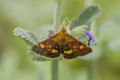 Pyrausta aurata (Pyrausta aurata)