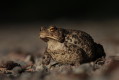 Ropucha szara (Bufo bufo)