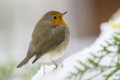 Rudzik (Erithacus rubecula)